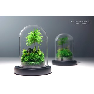 Bình thủy tinh terrarium tiểu cảnh 03