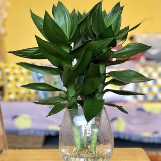 Cành phát lộc chơi Tết