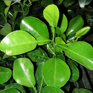 3 CÂY CHÚC GIỐNG BẢY NÚI AN GIANG TRỒNG TỪ HẠT CAO KHOẢNG 20-25CM, CÂY TRÚC GIỐNG, xương rồng shop