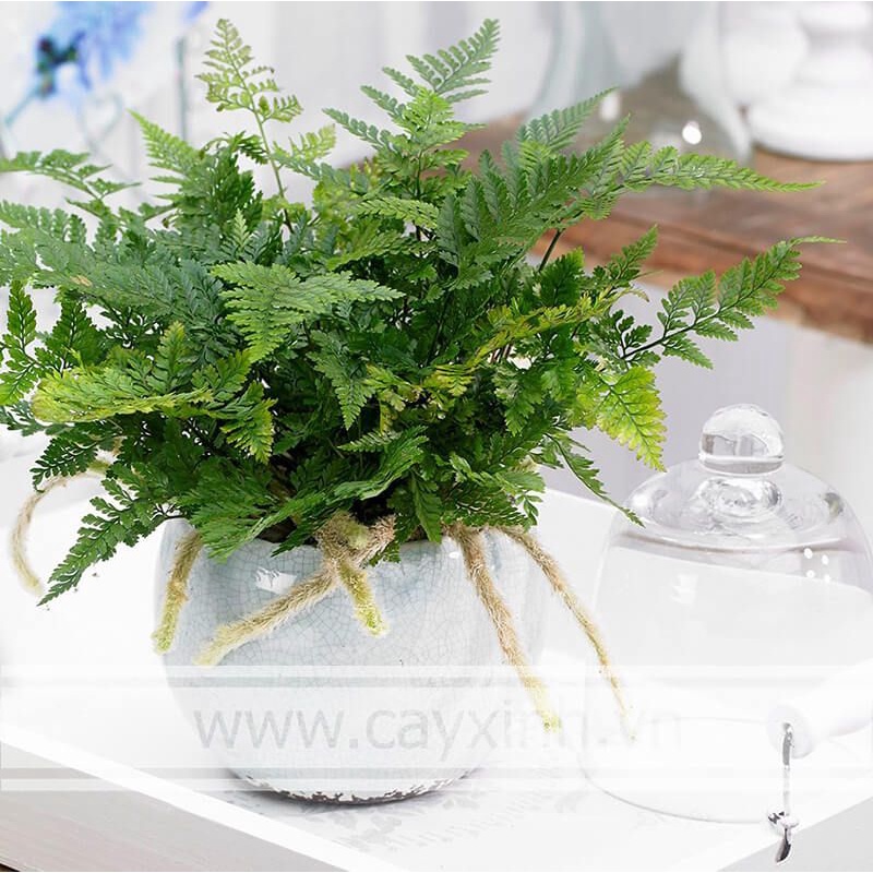 chậu cây dương xỉ chân thỏ để bàn