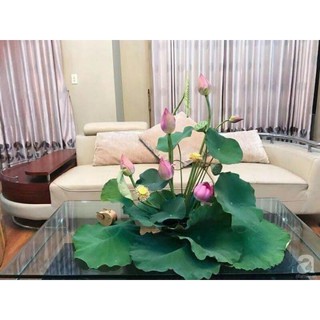 hạt giống sen mini nhật ( 10 hạt )