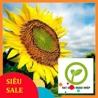 Gói 30 hạt hướng dương khổng lồ HAT F1