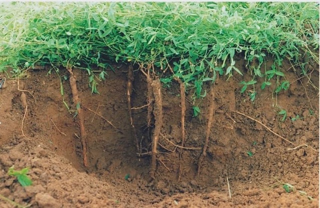 Dầu xoa bóp nhất Đài Loan Nhất Điếu Căn hũ 40g vs 90g