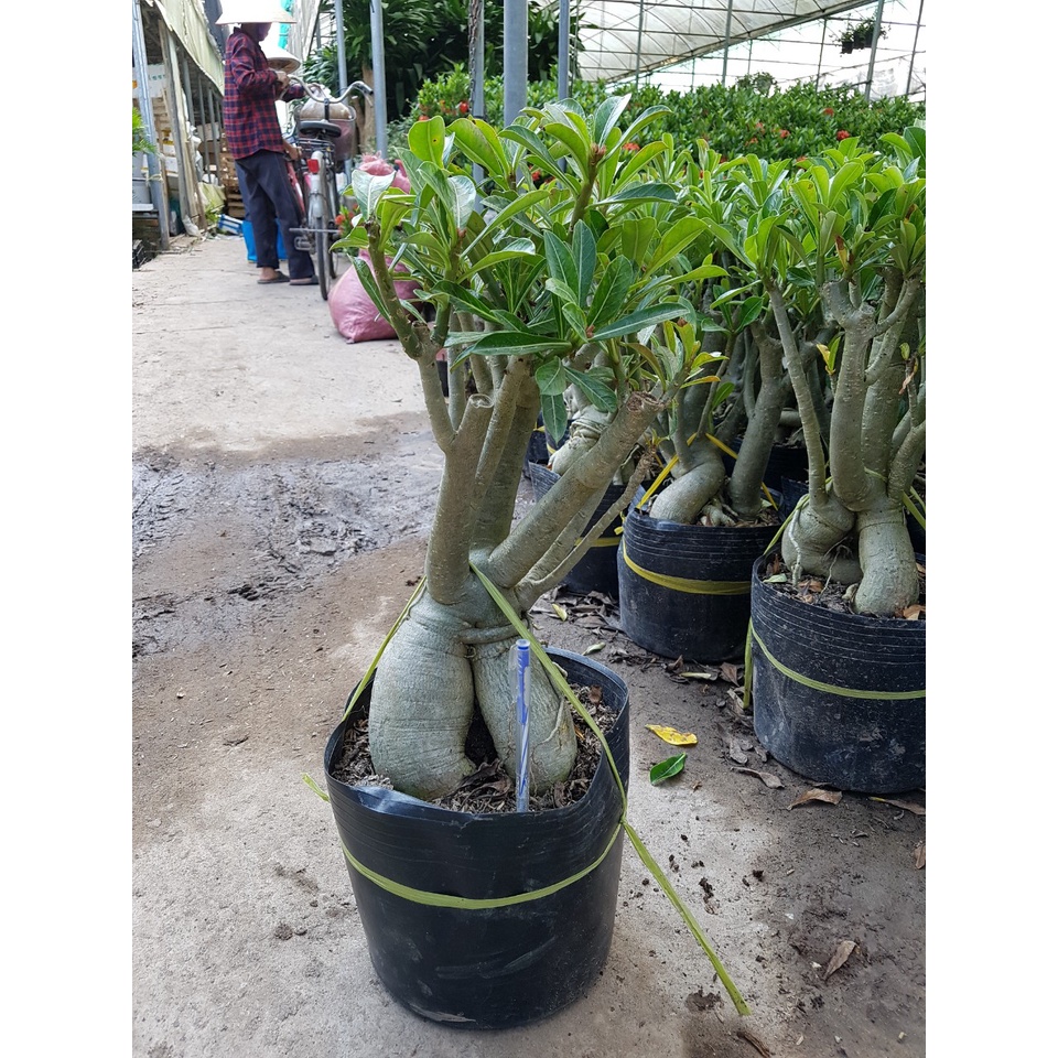 Cây sứ thái, cây sứ thái hình kim tự tháp, cây bầu lớn nhiều mặt hoa cam kết chất lượng 🌴Mua 4 tặng 1 cây bất kì🌴