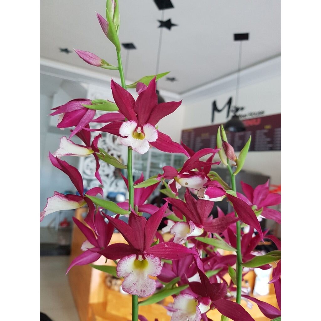 Địa Lan hạc đỉnh  HOA TẾT