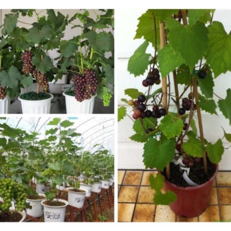 10 Hạt giống Nho pháp (tặng gói kích nẩy mầm và hướng dẫn)