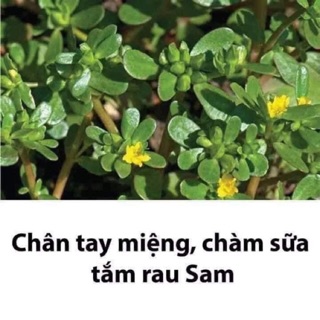 Rau sam cây con
