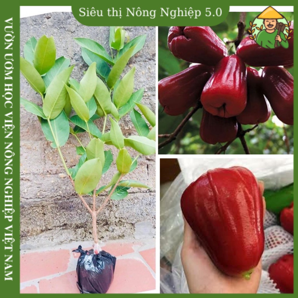 Cây giống roi đỏ f1, giống mận đỏ An Phước miền nam,  giống roi đỏ đại học nông nghiệp, cây bòng bòng đỏ cao 40cm-60cm
