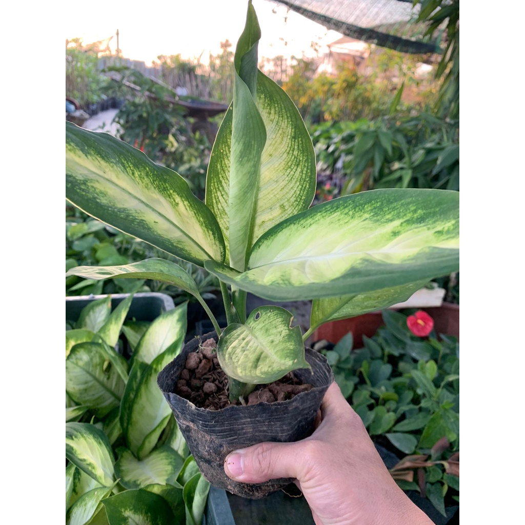 Cây vạn niên thanh, cây sao sáng để bàn