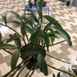 kiều vàng chậu khủng siêu to