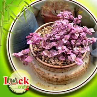 3 Cây Pink Lady ‘Violet’
