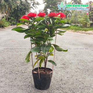 Cây hoa trang đỏ trồng sân vườn
