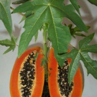 Đu đủ ruột đỏ