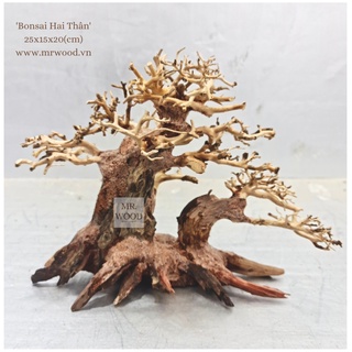Lũa Bonsai  Hai Thân cho Hồ thuỷ Sinh