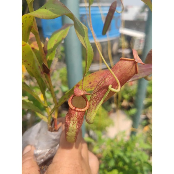 Cây nắp ấm dag chùm hạt y hình chụp.  vs ấm y hình dòng ấm sọc