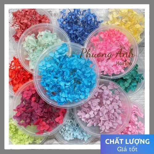 Hoa khô cẩm tú cầu (hàng cao cấp chất lượng)