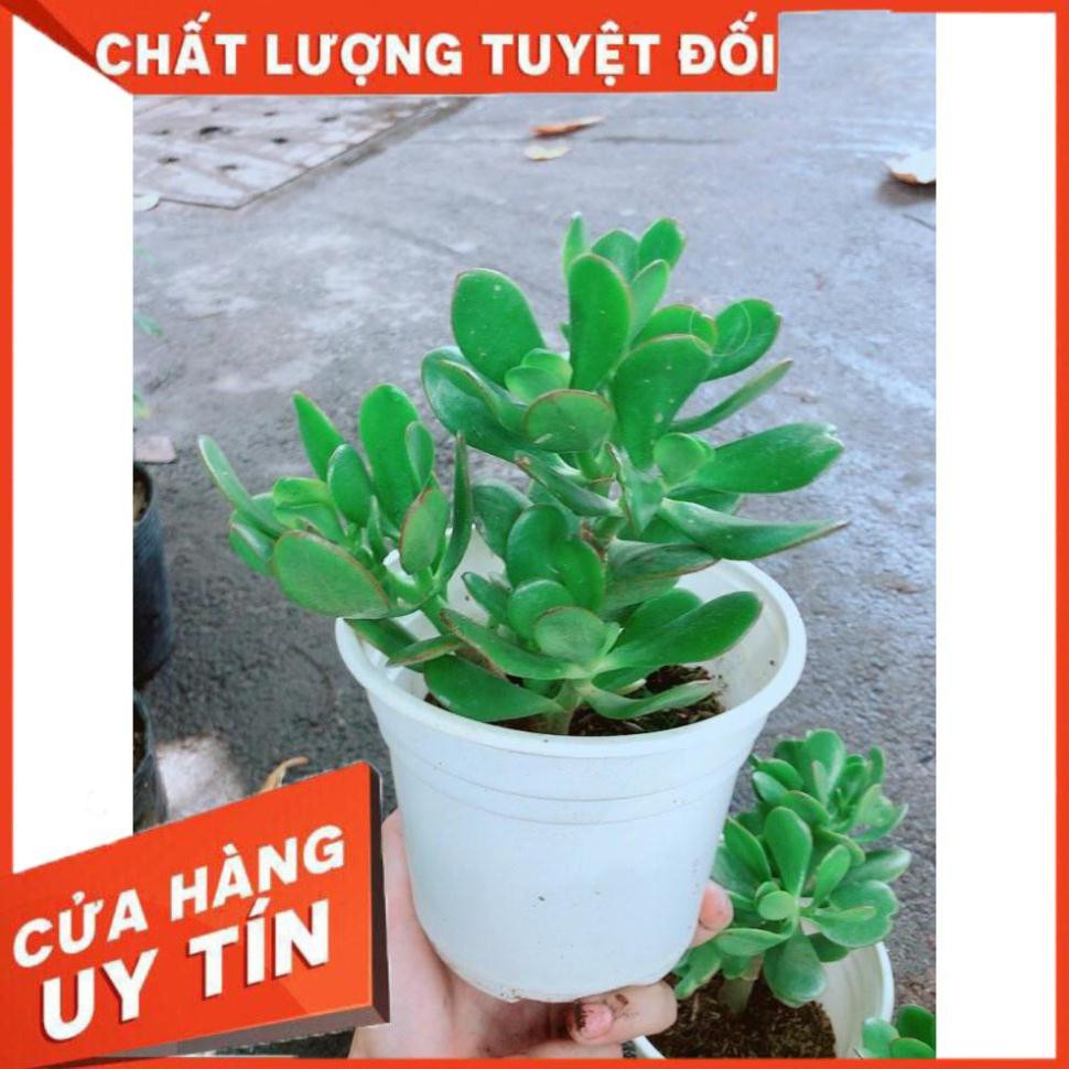 Chậu Ngọc Bích Nhiều Người Mua