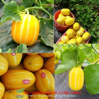 Hạt giống cây Dưa lê vàng Hàn Quốc
