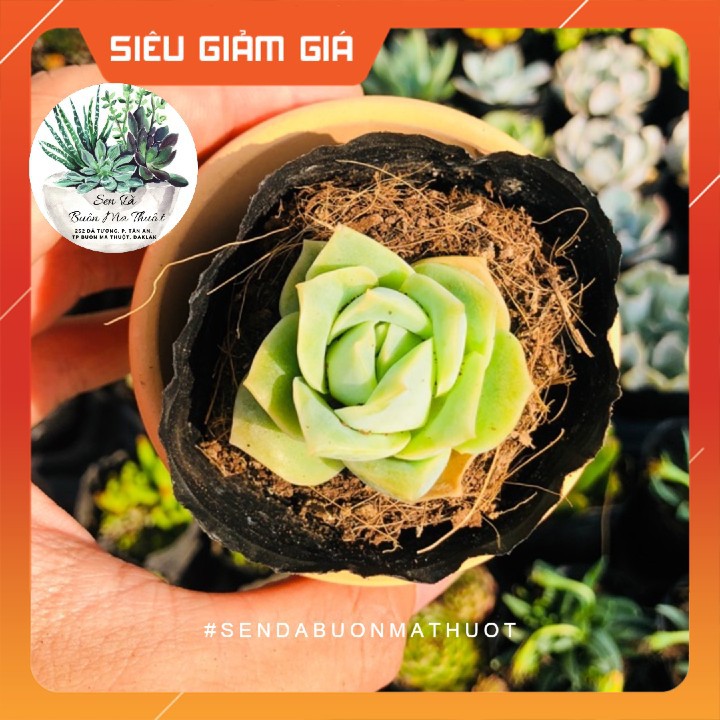 SEN ĐÁ HOA HỒNG HÀ LAN 🧚[SIÊU ĐẸP]🧚 - SEN ĐÁ BUÔN MA THUỘT