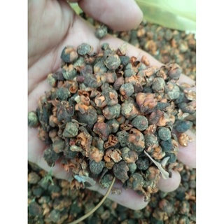 Hạt giống cây bồ đề ấn độ 1gram/gói  - STHG2