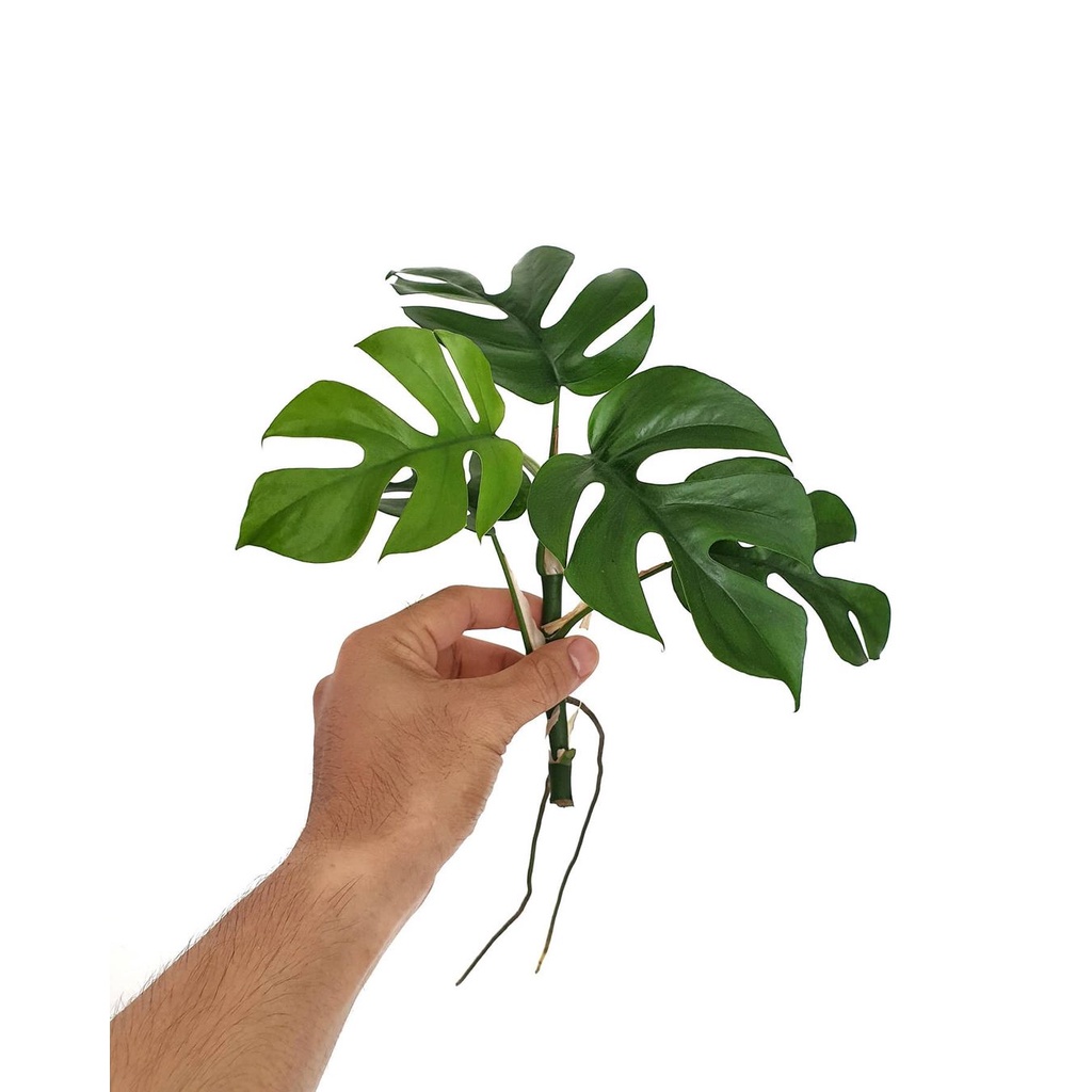 Cây Mini Monstera - Mini mons form Thái - Trầu bà leo Rhaphidophora Tetrasperma - Trầu bà Minimons Thái Lan
