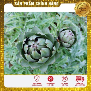Hạt Giống Atiso Xanh - 4 Hạt