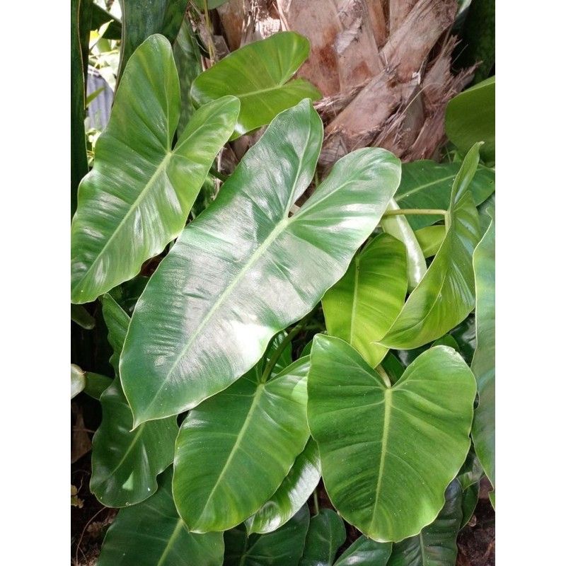 Chậu cứng Trầu bà tỷ phú - Philodendron burle marx