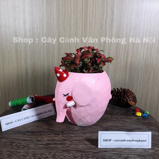[ Quà Tặng Kèm ] chậu cây voi hồng