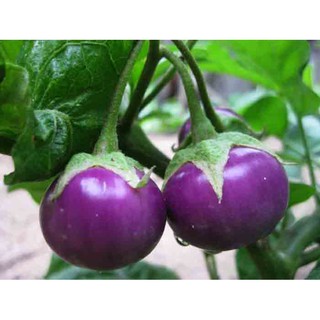 Hạt giống Cà Tím Tròn (Cà Bát Tím) Thái Lan 0.5gr