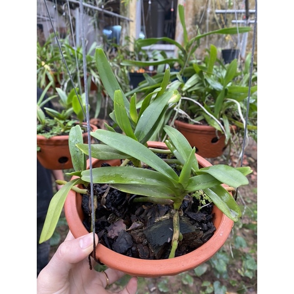 HOÀNG NHẠN THÁNG 4 BUÔN ĐÔN THUẦN VƯỜN 2-3 NĂM