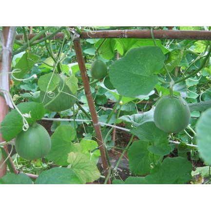 Hạt Giống Dưa Lê Lam Ngọc Siêu Ngọt  -  - Thanh Mát, Ngọt Mộng, Thơm Ngon