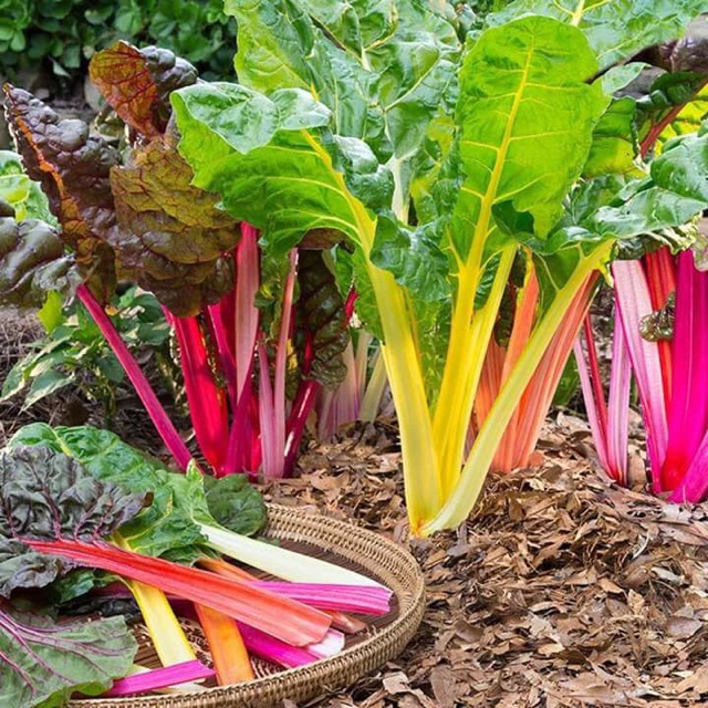Hạt giống Cải cầu vồng