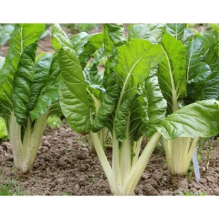 [Big Sale] 100H - Hạt giống cải cầu vồng Trắng