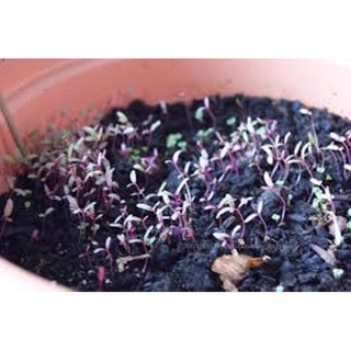 20GR - HẠT GIỐNG RAU DỀN ĐỎ