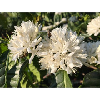 Cà phê rang mộc 100% Robusta gói 500gr