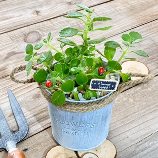 Chậu xô size lớn trồng sen thơm, nhất mạt hương đã gồm bảng tên và bọ cánh cam