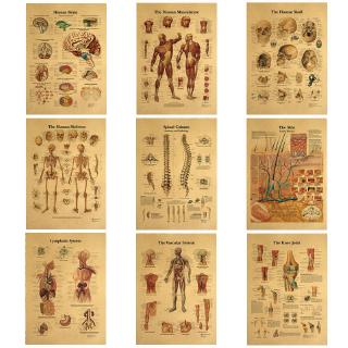 Cấu Trúc Cơ Thể Bộ Xương Hệ Thần Kinh Vintage Poster Y Tế Trang Trí Tranh Treo Tường Nghệ Thuật Giấy Kraft Áp Phích Dán Tường