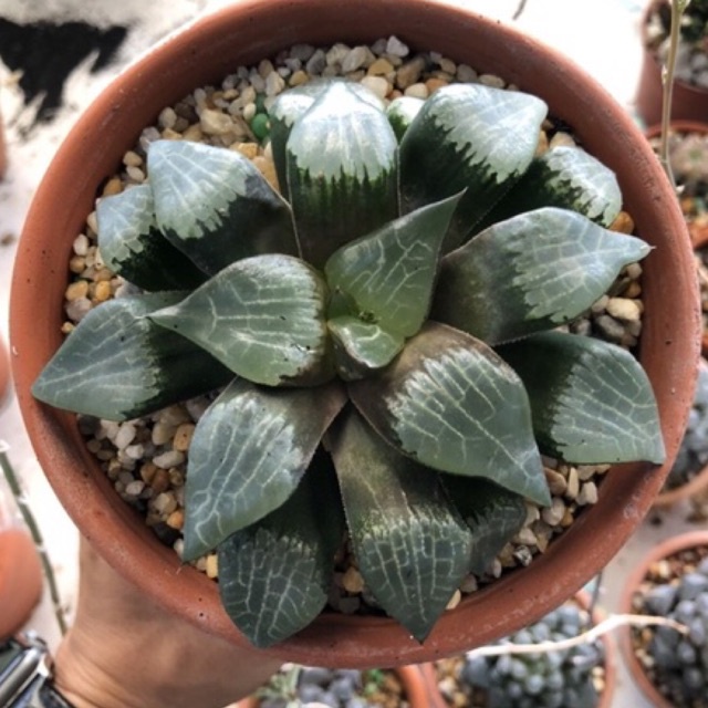 Sen đá haworthia 10cm
