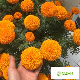 Hạt giống hoa Vạn thọ Cam lùn (30 hạt)