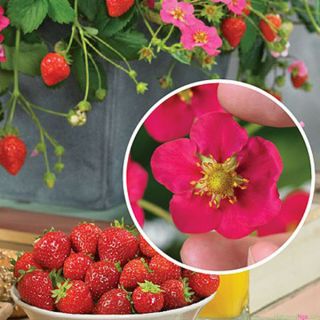 Hạt giống dâu tây 100 hạt
