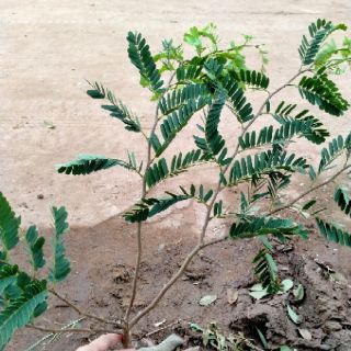 CÂY GIỐNG ME THÁI NGỌT(tặng kèm phân bón)