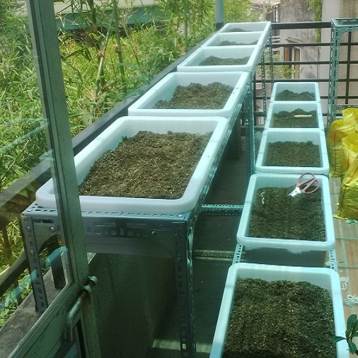 Khay Nhưa Trồng Rau Sạch