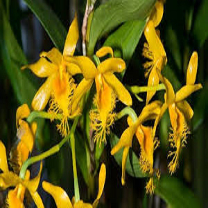 Hoa lan kiều môi tua+ 700g phân thỏ hữu cơ