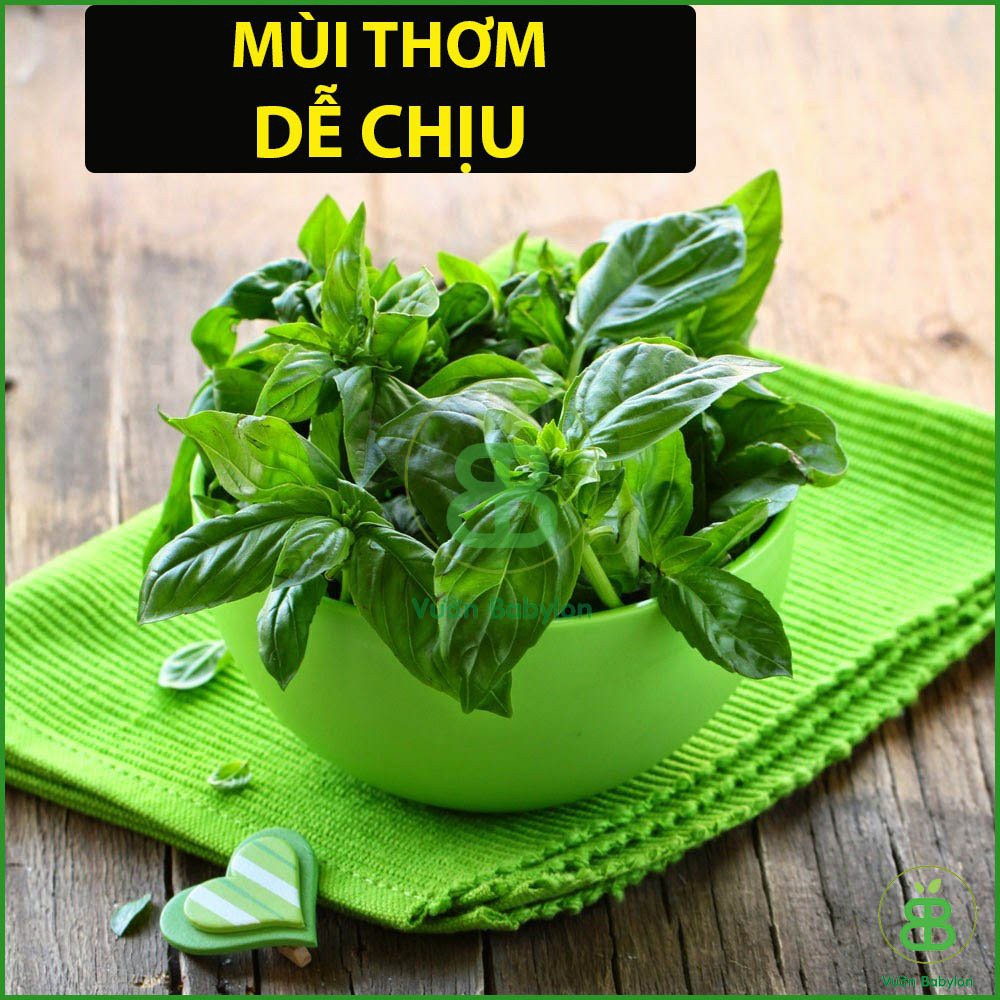 Hạt Giống Rau Húng Quế 5Gr Dễ Trồng, Thơm Ngon