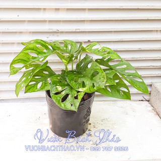 Cây trầu bà lỗ