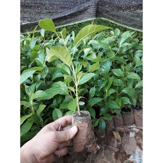 CÂY GIỐNG CÂY KÈN HỒNG(CÂY CHUÔNG HỒNG)