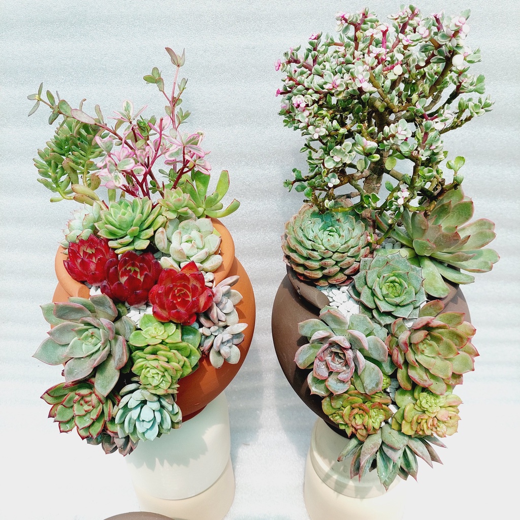 Chậu đất nung, Chậu sen đá - Chum cao cắt vân mây, miệng chậu 14cm, chiều cao 20cm