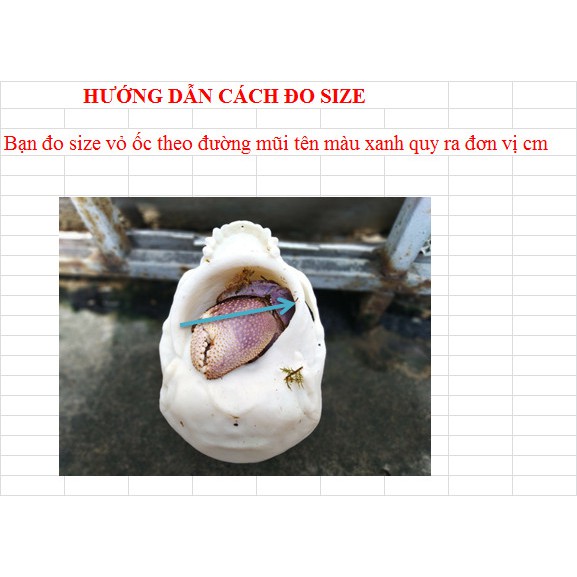 VỎ ỐC MƯỢN HỒN - ĐẦU LÂU - SIZE LỚN - SIZE TỪ 3 CM ĐẾN 5.5 CM - Hermit crab shell
