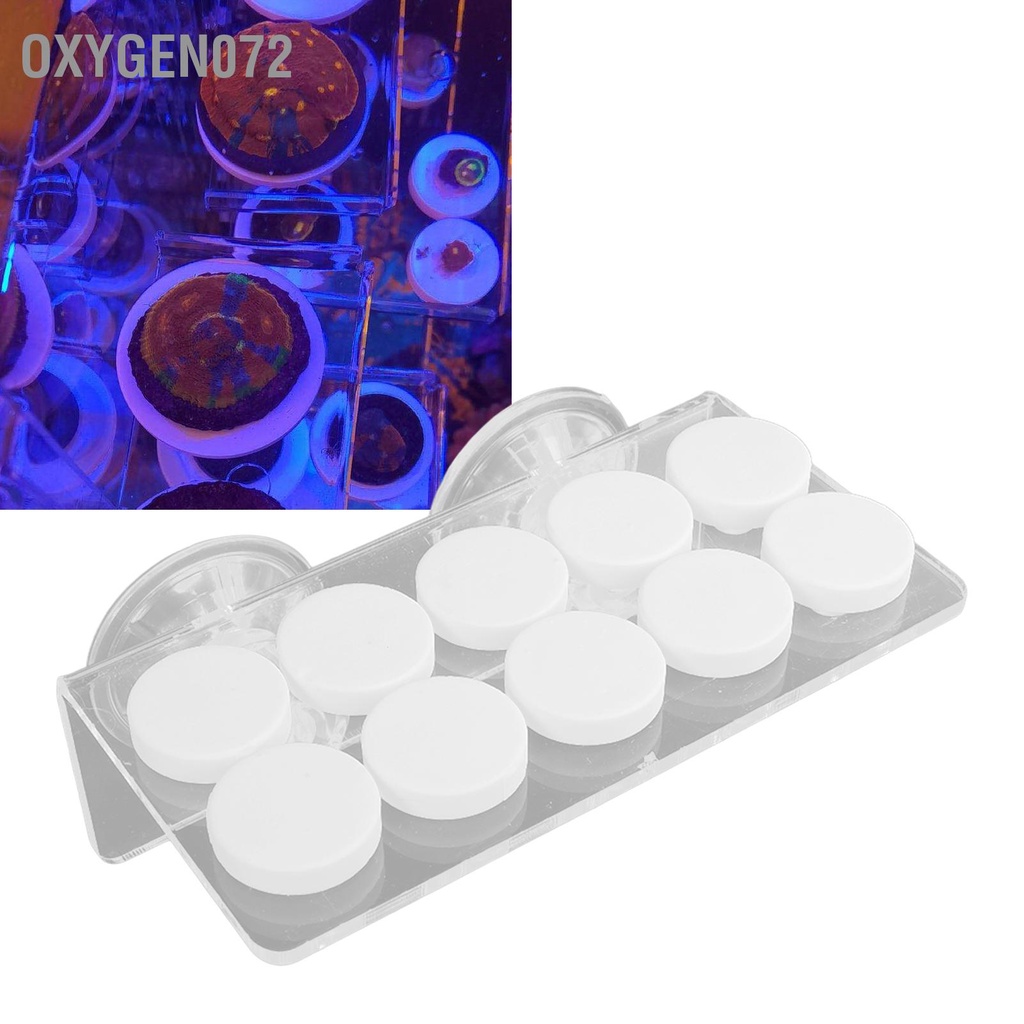 Oxygen072 Coral Frag Rack Acrylic Rõ ràng Nhỏ gọn Dễ dàng Lắp đặt Hồ cá Giá đỡ cho bể