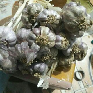 1kg tỏi ta thơm tía tím nhánh